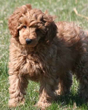 Miniature poodle puppy